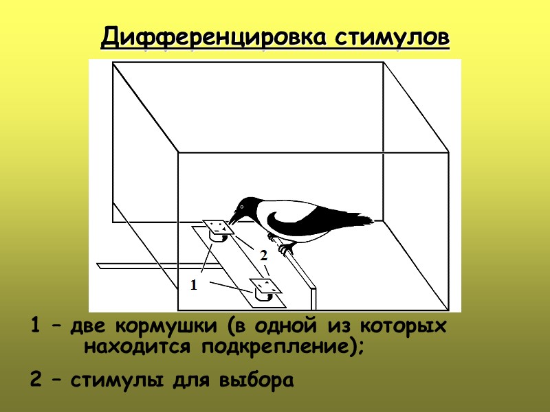 Дифференцировка стимулов 1 – две кормушки (в одной из которых  находится подкрепление); 2